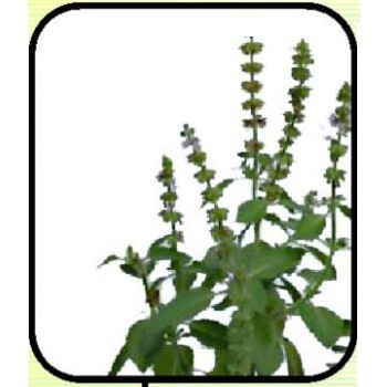 Tulsi (Ocimum Sanctum) (Queen Of Herbs) Manufacturer Supplier Wholesale Exporter Importer Buyer Trader Retailer in New Delhi Delhi India